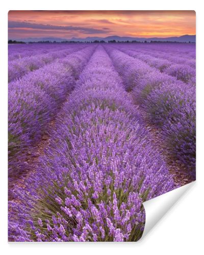 Sunrise over blooming fields of lavender in the Provence, France