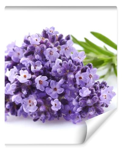 Lavender flowers in closeup