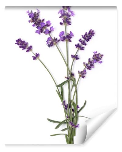 Lavender flowers close up isolated on white