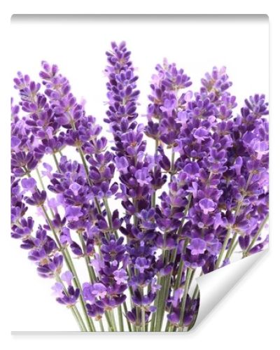 Lavender flowers against white background. Isolated object.
