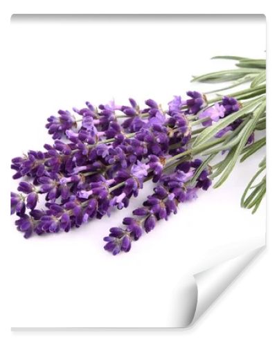 Bouquet of lavender  on a white  background.