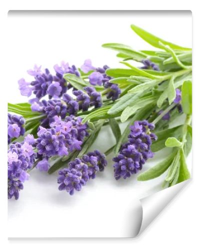 Lavender flowers on a white