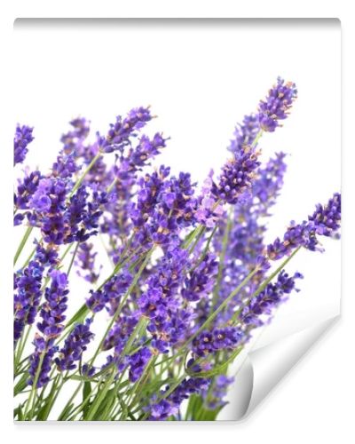 Bunch of lavender