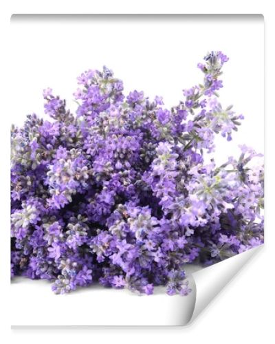 Beautiful tender lavender flowers on white background