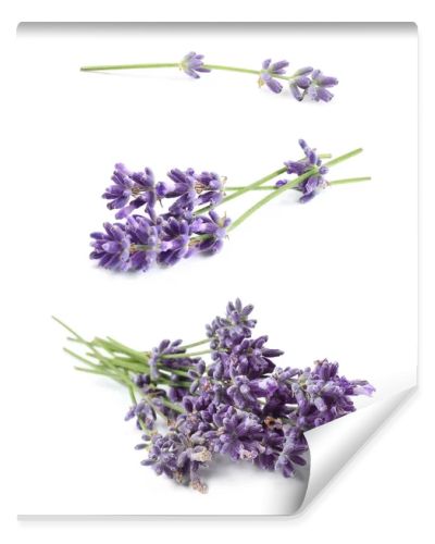 Set of lavender flowers on white background