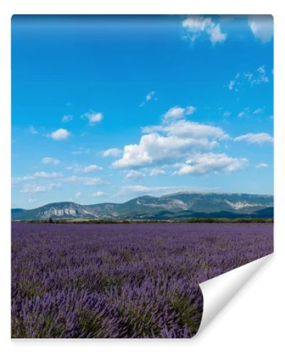 beautiful blooming lavender flowers and distant mountains in provence, france 