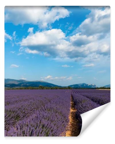 picturesque landscape with beautiful lavender field and distant mountains in provence, france