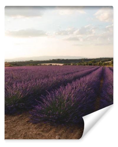 blooming purple lavender flowers on cultivated field in provence, france 