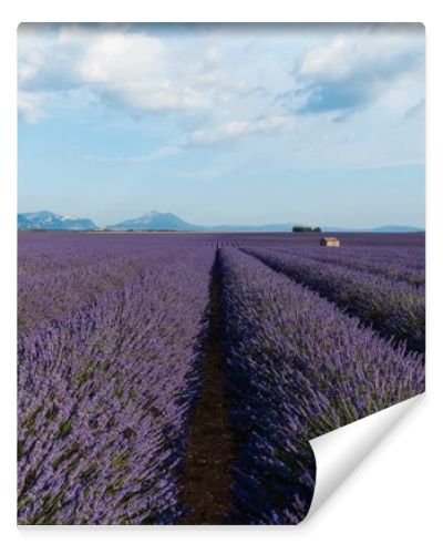 beautiful blooming lavender flowers and distant mountains in provence, france