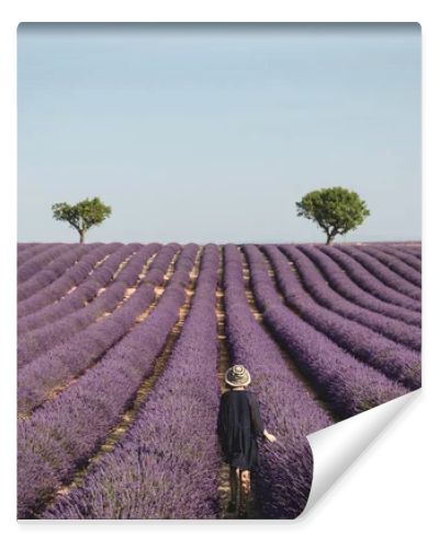 back view of young woman looking at picturesque lavender field in provence, france