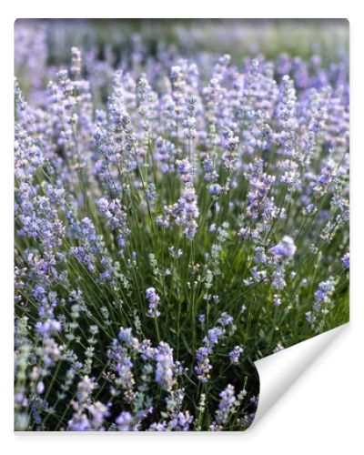 beautiful violet lavender flowers in field