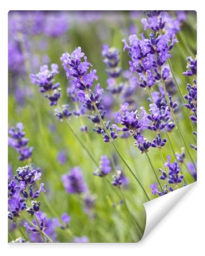 Beautiful  bright lavender flowers