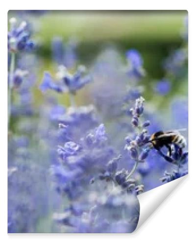panoramic shot of blooming purple lavender flowers in summertime 