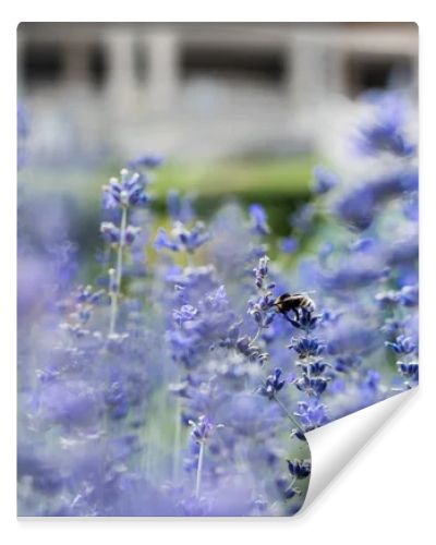 selective focus of blossoming purple lavender flowers in summertime 