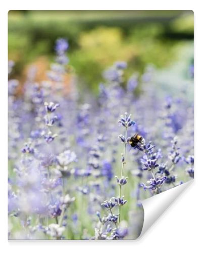 selective focus of blooming purple lavender flowers in summertime 