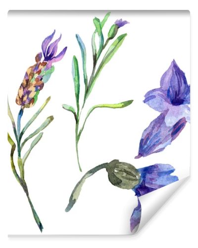 Purple lavender flowers. Wild spring wildflowers isolated on white. Hand drawn lavender flowers in aquarelle. Watercolor background illustration.