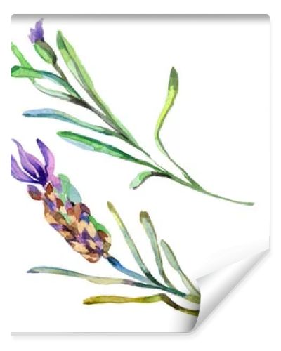 Purple lavender flowers. Wild spring wildflowers isolated on white. Hand drawn lavender flowers in aquarelle. Watercolor background illustration.