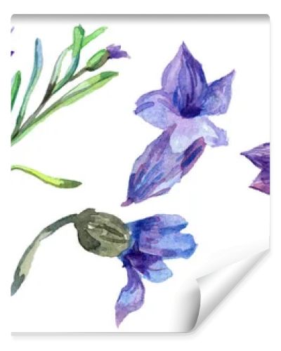 Purple lavender flowers. Wild spring wildflowers isolated on white. Hand drawn lavender flowers in aquarelle. Watercolor background illustration.