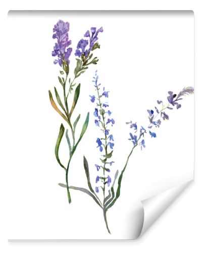 Purple lavender flowers. Wild spring wildflowers isolated on white. Hand drawn lavender flowers in aquarelle. Watercolor background illustration.