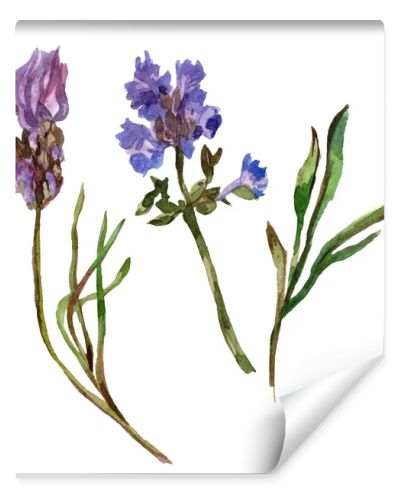 Purple lavender flowers. Wild spring wildflowers isolated on white. Hand drawn lavender flowers in aquarelle. Watercolor background illustration.