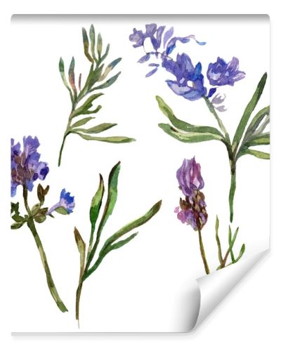 Purple lavender flowers. Wild spring wildflowers isolated on white. Hand drawn lavender flowers in aquarelle. Watercolor background illustration.