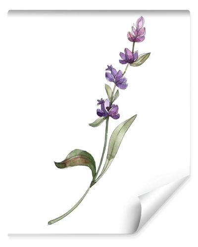 Purple isolated lavender flower. Watercolor background illustration element.