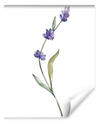 Purple isolated lavender flower. Watercolor background illustration element.