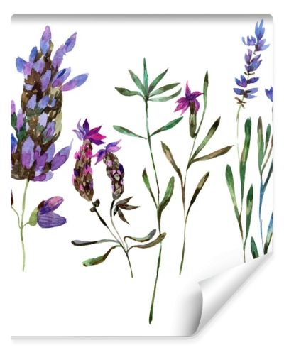 Beautiful purple lavender flowers isolated on white. Watercolor background illustration. Watercolour drawing fashion aquarelle isolated lavenders illustration element.