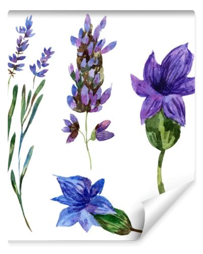 Beautiful purple lavender flowers isolated on white. Watercolor background illustration. Watercolour drawing fashion aquarelle isolated lavenders illustration element.