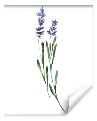 Beautiful purple lavender flowers isolated on white. Watercolor background illustration. Watercolour drawing fashion aquarelle isolated lavenders illustration element.