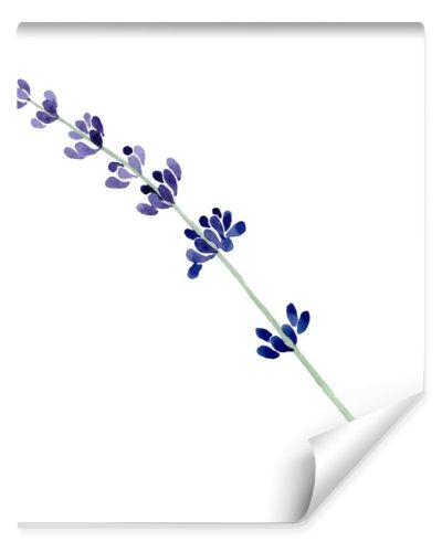 Violet lavender floral botanical flower. Watercolor background illustration set. Isolated lavender illustration element.