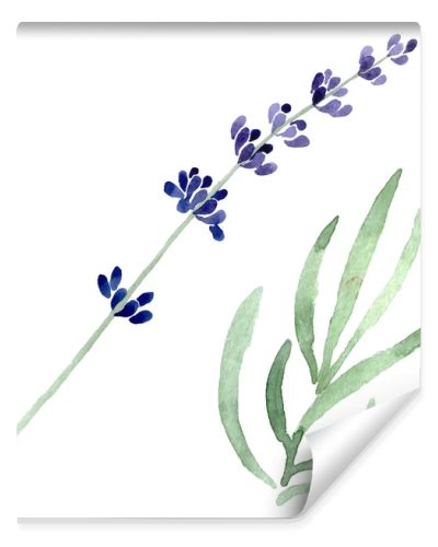 Violet lavender floral botanical flower. Watercolor background illustration set. Isolated lavender illustration element.
