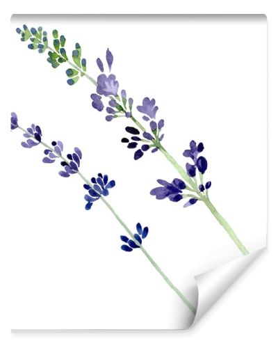 Violet lavender floral botanical flower. Watercolor background illustration set. Isolated lavender illustration element.