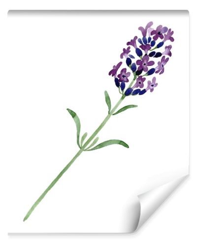 Violet lavender floral botanical flower. Watercolor background illustration set. Isolated lavender illustration element.