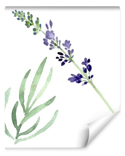 Violet lavender floral botanical flower. Watercolor background illustration set. Isolated lavender illustration element.