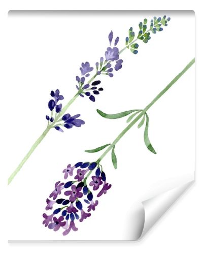 Violet lavender floral botanical flower. Watercolor background illustration set. Isolated lavender illustration element.