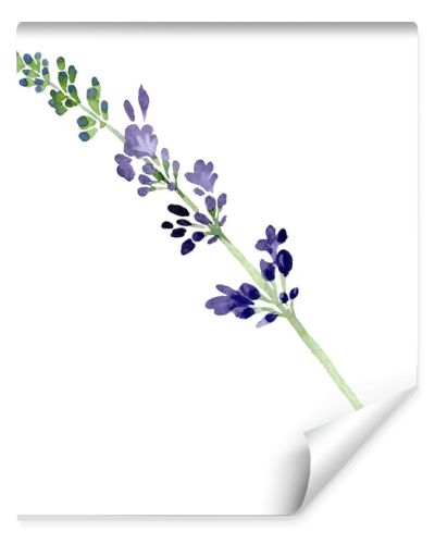 Violet lavender floral botanical flower. Watercolor background illustration set. Isolated lavender illustration element.