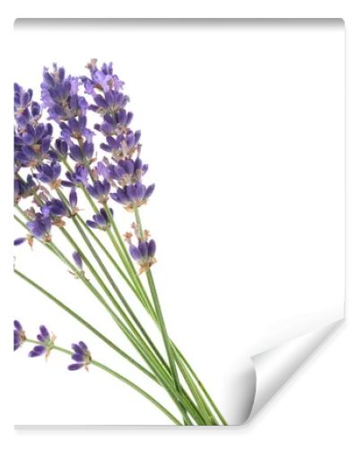 Several lavender flowers isolated on a white background. Small lavender bouquet on white.