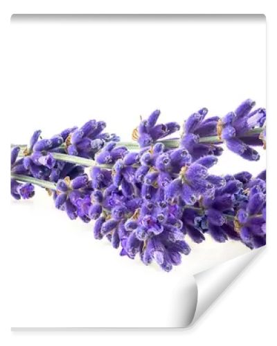 Lavender flowers isolated on a white background. Bunch of lavender.