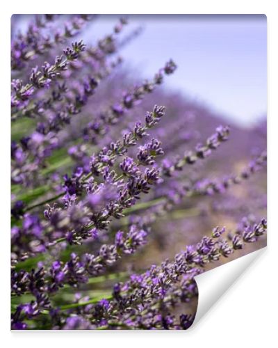 Blooming lavender in a field, close-up