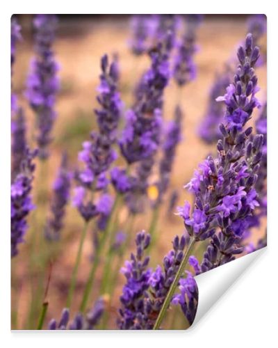 Lavender field in Koroshegy, Hungary in summer time with Lake Balaton in the background