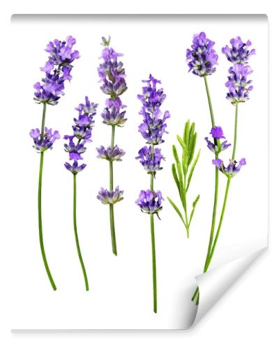 Lavender flowers set isolated on a white background. Flat lay