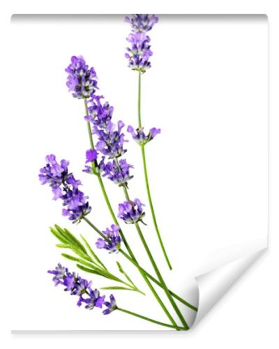 A composition of several lavender flowers isolated on a white background.