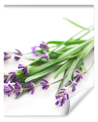 Sprigs of lavender isolated on white background