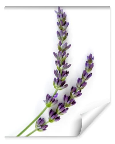 Lavender flowers