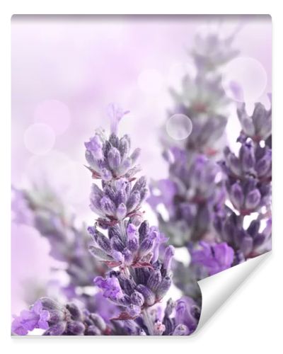 Lavender background