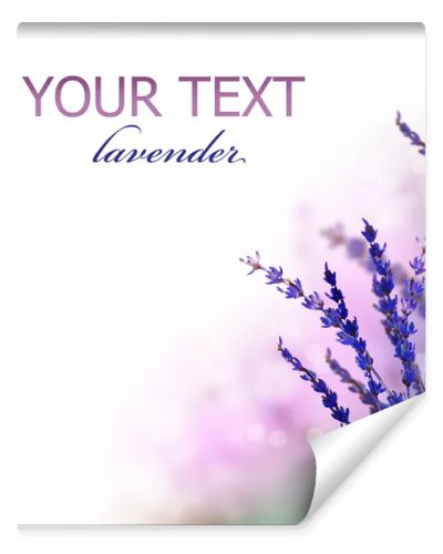 Lavender flowers border