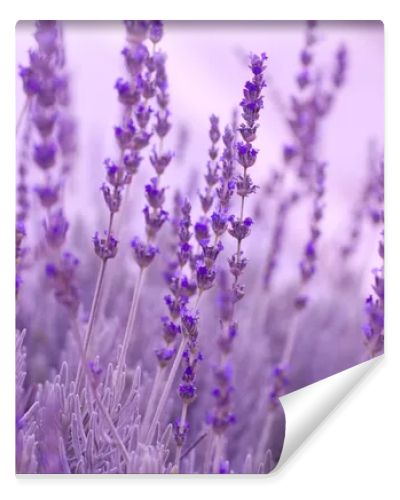 Lavender Plants