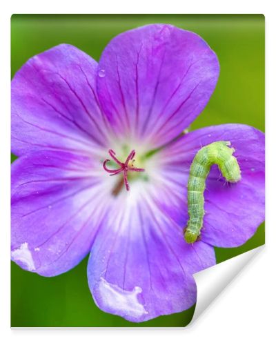 A green caterpillar on a purple flower, colorful insect in the garden