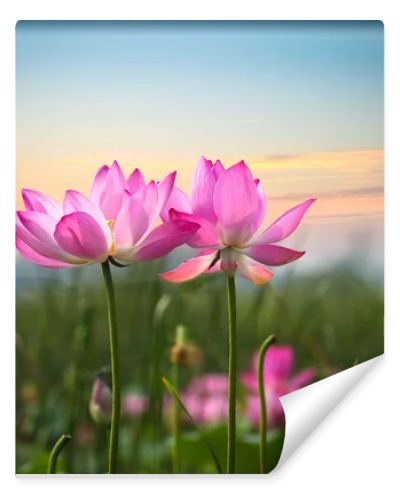 lotus flower in sunset
